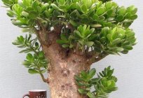 Jade tree, money tree: care for the mascot of your home.