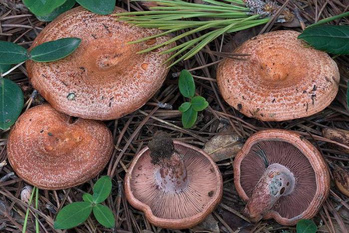 mushrooms spruce and pine