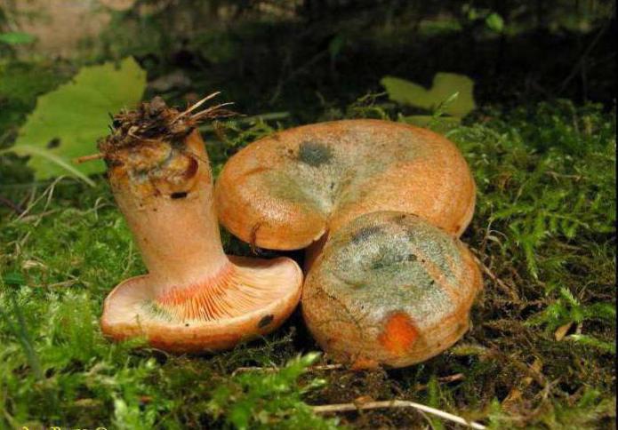 гриби рижики ялинові
