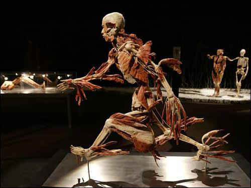 la Anatomía del cuerpo humano de la exposición de minsk