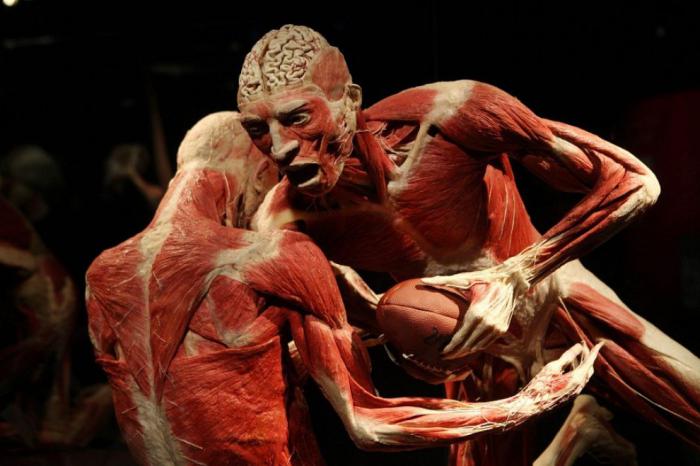 la Exposición de los cuerpos humanos en minsk los clientes