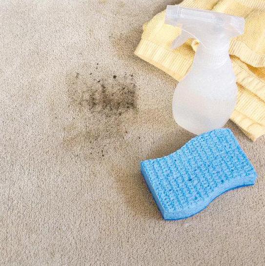 як позбутися від котячого запаху на килимі