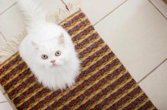 wie man loswerden der Geruch der Katze auf dem Teppich