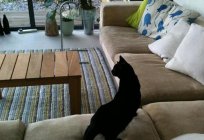 Czym i jak pozbyć się zapachu z dywanu? Jak pozbyć się kotów zapachu na dywanie?