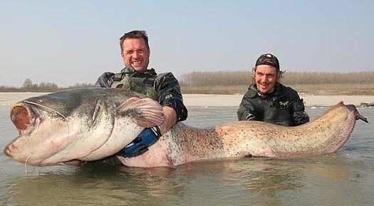 O maior peixe-gato