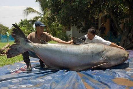 O maior peixe-gato do mundo