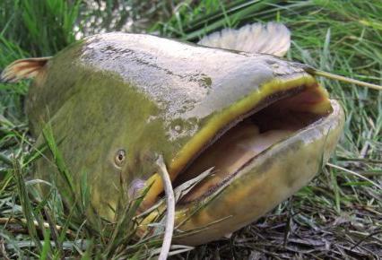 largest catfish in the Russian