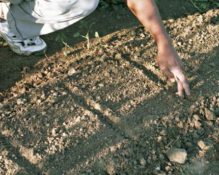 planting carrots in the spring of calendar