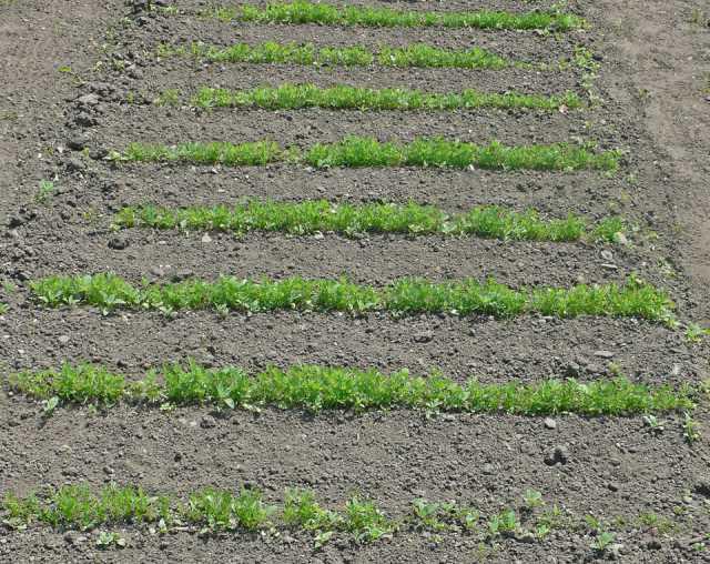 la siembra de zanahoria en la primavera para una buena cosecha