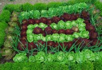 Тенелюбивые Gemüse für einen Gemüsegarten. Das Anpflanzen