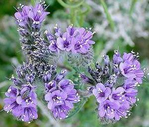 phacelia when to sow