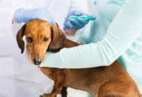 Quarantine after vaccination against rabies in dogs. Vaccination schedule