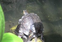 , Wie Paaren sich Schildkröten Land-und красноухие
