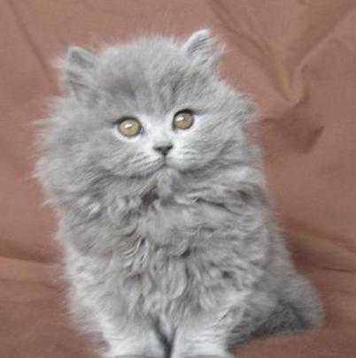 british longhair cat price
