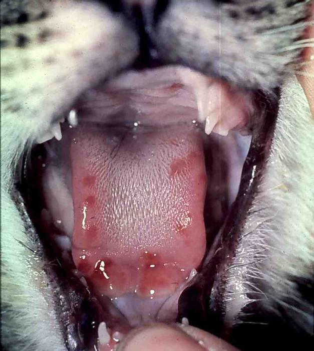 calcevirus Infektion bei Katzen-Behandlung