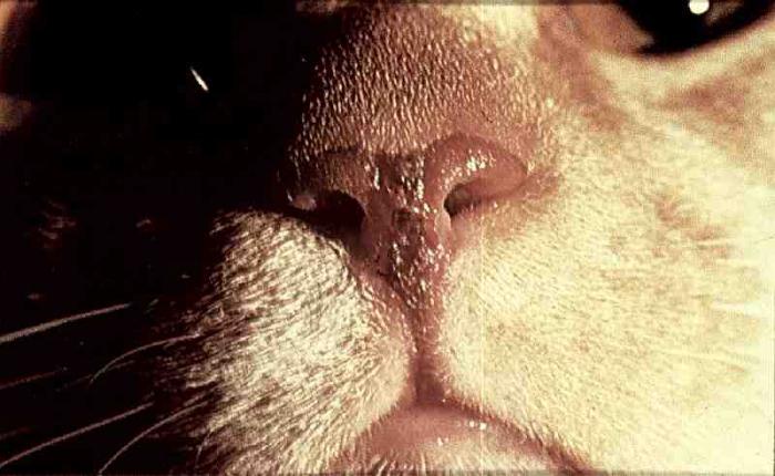 calcevirus Infektion bei Katzen