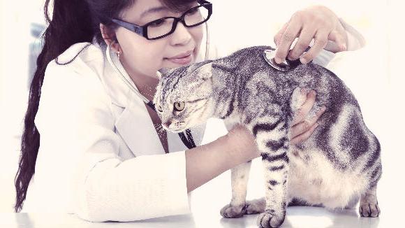 Calcevirus Infektion bei Katzen Komplikationen