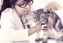 Calcevirus-Infektion bei Katzen: Symptome und Behandlung