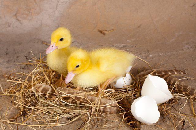 Incubation duck eggs incubation mode table