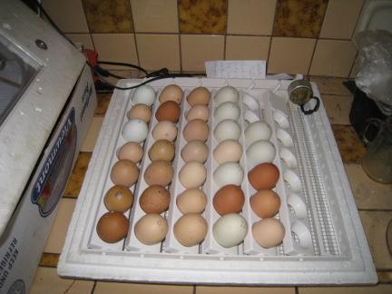 la temperatura de la incubación de huevos de pato