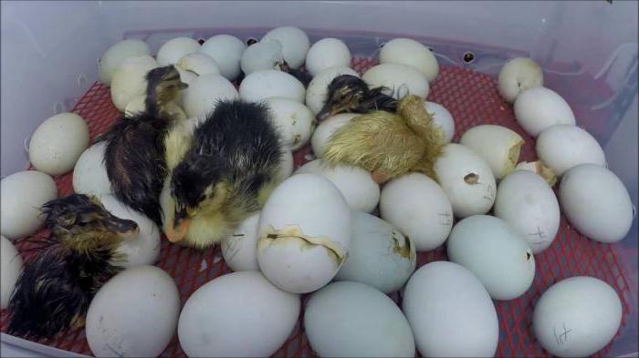 the Period of incubation of duck eggs