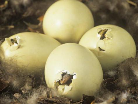 Як зберігати качине яйце для інкубації