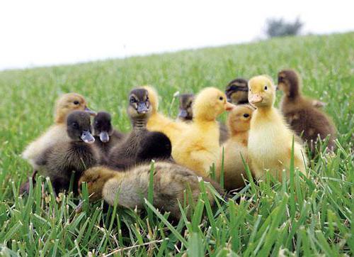 Incubation duck eggs Shipunov