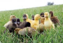 La incubación huevos de pato. El modo de incubación: de la tabla. El período de incubación de huevos de pato