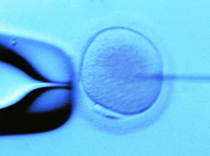 长期种植的胚胎的