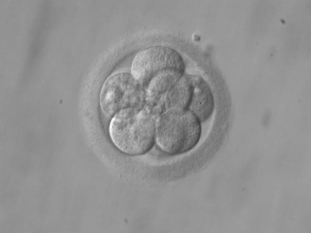 cultivation of embryos in vitro