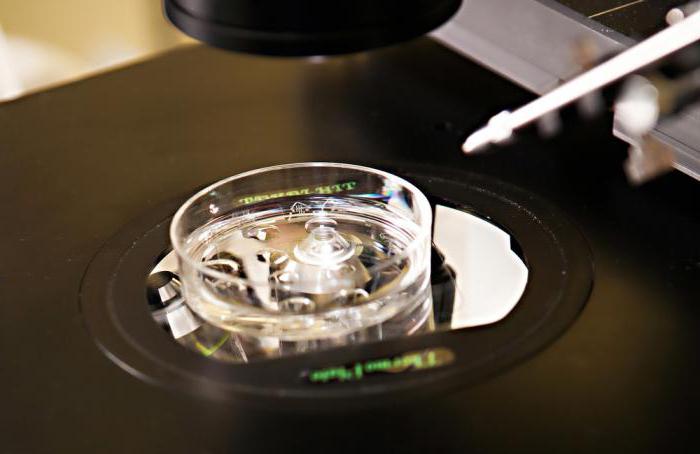 larga cultivo de los embriones in vitro