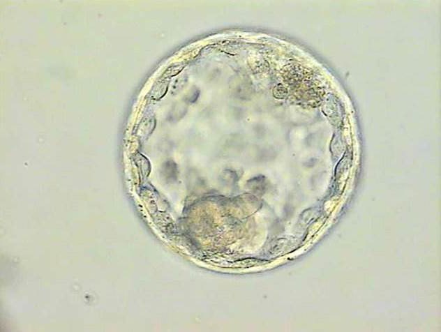 o cultivo de embriões em um ambiente эмбриоген