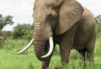 Ile waży słoń? Prawie tyle, ile 4 nosorożca lub 18 zebry