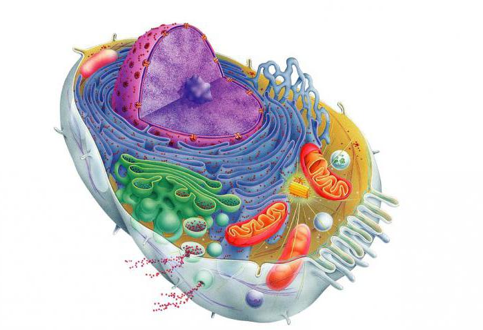 jakie pierwiastki wchodzą w skład komórki z biologii