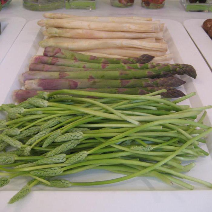 asparagus officinalis opis