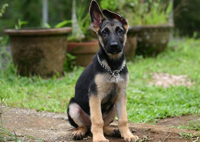 cómo seleccionar los cachorros de pastor alemán