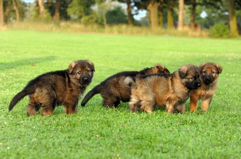 how much does a German shepherd puppy