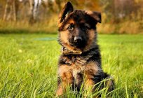 Como elegir los cachorros de pastor alemán? Consejos caninos. Como se ven los cachorros de pastor alemán