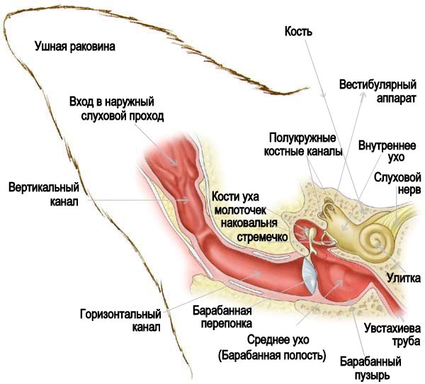 Анатомія вуха сабакі