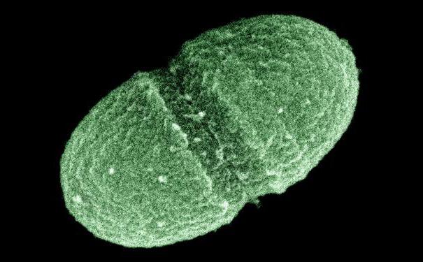 菌fecalis它是什么
