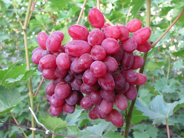 the grapes of Veles photo
