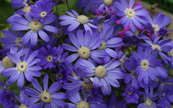 cineraria from seed