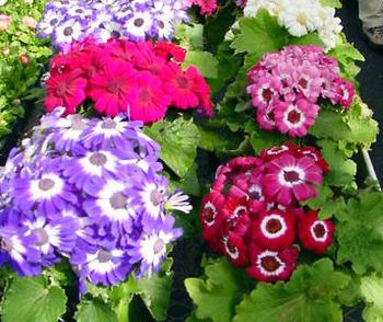 cineraria silver planting and care