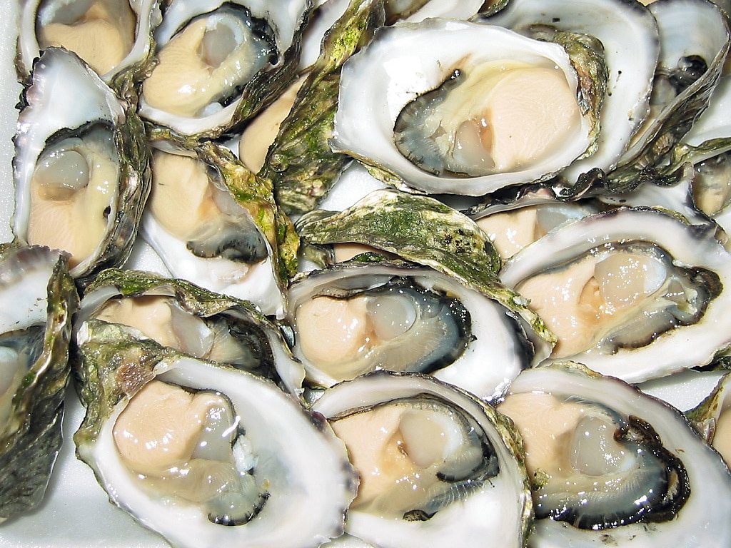 oysters in anemia