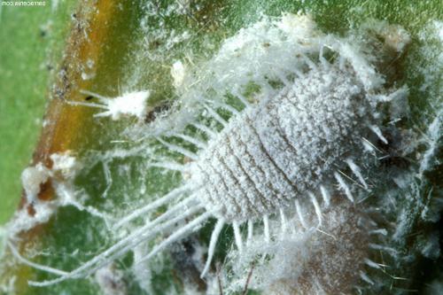 pests of indoor plants and their control