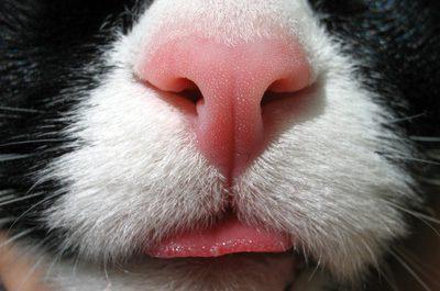 warum geben Sie dem Kätzchen eine trockene Nase