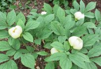 Mountain peony, a plant from the red book