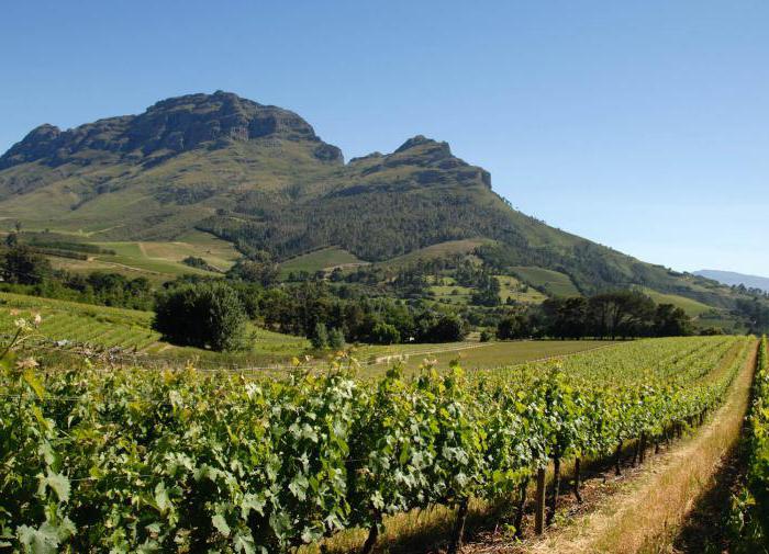 trockene Wein Südafrika