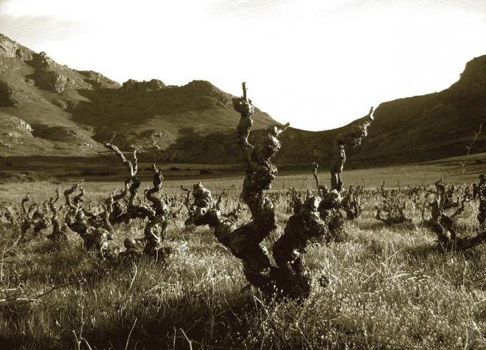 wine South Africa reviews