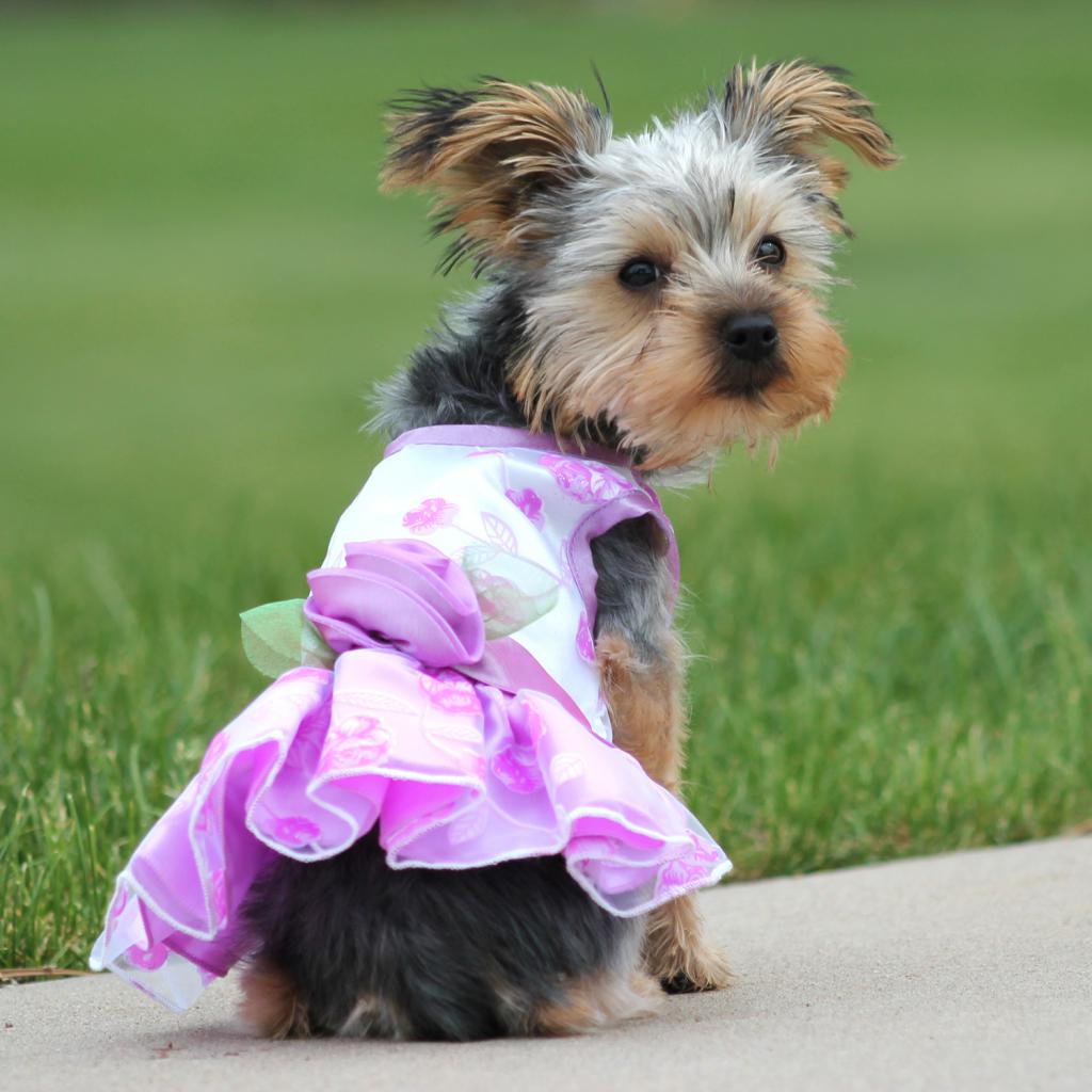 Fashion dwarf breeds of dogs